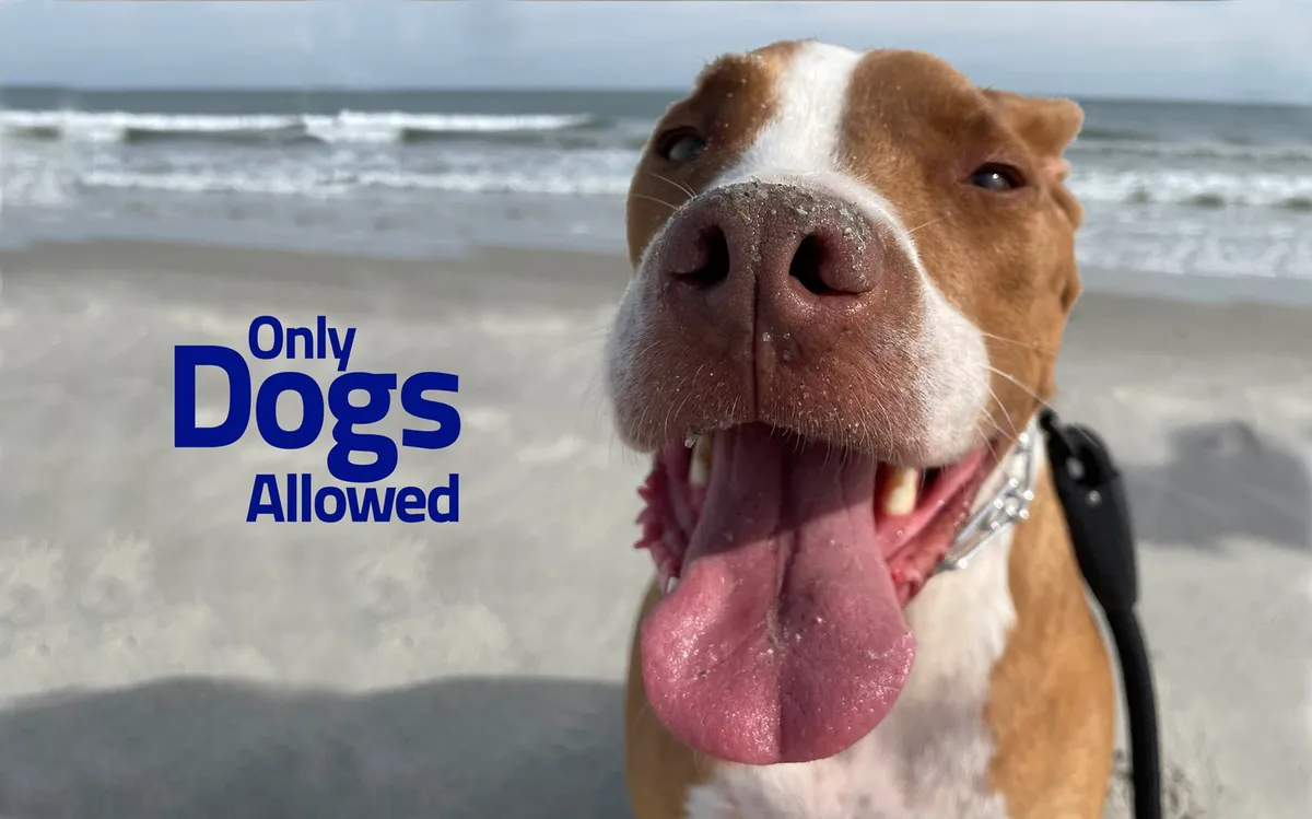 A joyful close-up of a dog’s face with the ocean and sandy beach in the background, capturing the excitement of bringing pets along for a beach outing. The playful scene highlights both pet-friendliness and the fun, relaxed atmosphere of the shoreline.